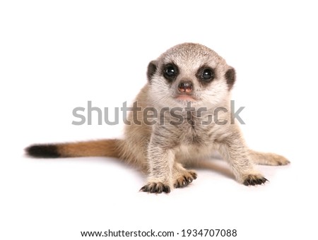 Baby Meerkat in a studio isolated on a white background