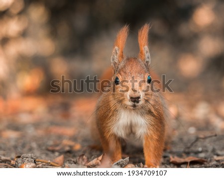 Close up of a squirrel looking interested into the camera. Frontal view of a Eurasian red squirrel (Sciurus vulgaris) in the autumn forest.
