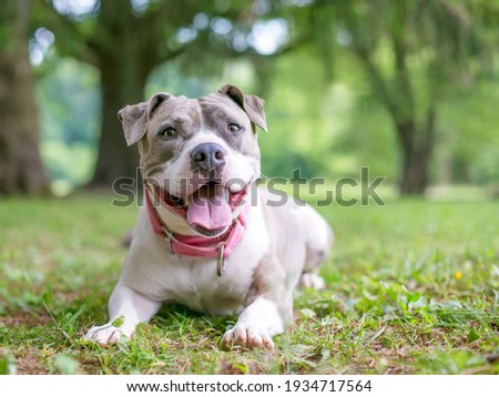 A happy gray and white Staffordshire Bull Terrier mixed breed dog lying down in the grass and panting Royalty-Free Stock Photo #1934717564