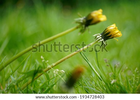 Two yellow dandelions arranged parallel to the background of a green meadow. One flower in focus. Color minimalism, yellow and green.