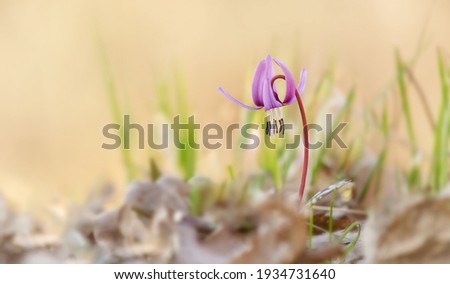 The beautiful flower of erythronium with blurred background