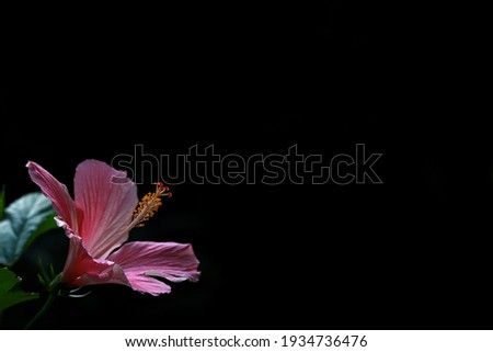 Pink Hibiscus Flower presentation template design