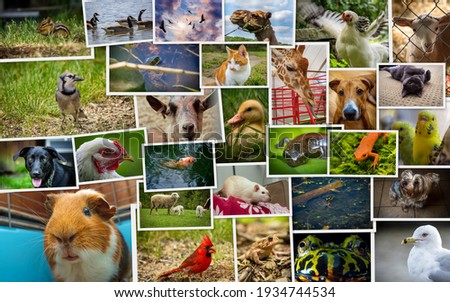 Large collage including pets zoo wildlife and farm animals