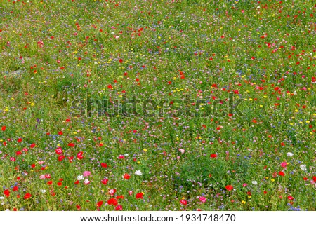 Summer landscape background with many colorful flowers. Multicolored flowering summer meadow. Wild summer flowers field.  Environmental German project for saving bee and insect. Meadow flower mix