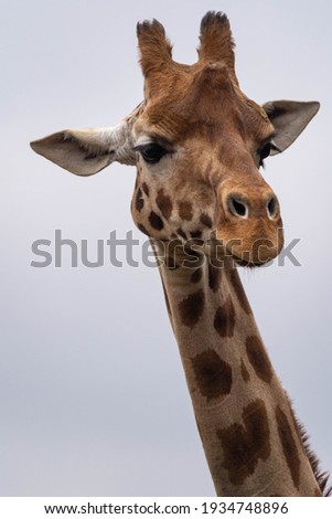 portrait close up of a giraffe