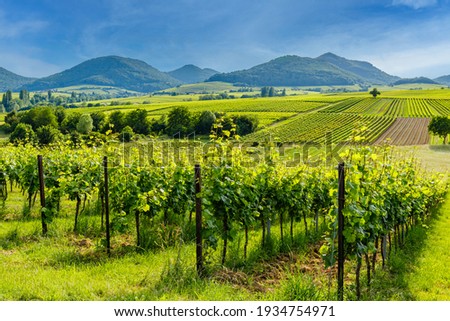 German vineyard landscape in summer, Rhineland-Palatinate, Germany. Deutsche Weinstrasse (German Wine Road) Vineyards Palatinate region Royalty-Free Stock Photo #1934754971