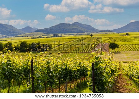 German vineyard landscape in summer, Rhineland-Palatinate, Germany. Deutsche Weinstrasse (German Wine Road) Vineyards Palatinate region Royalty-Free Stock Photo #1934755058