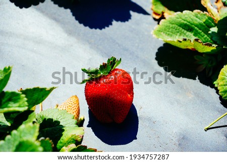 A modern you pick strawberry farm