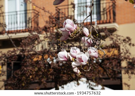 Magnolia on the background of the house.Blooming magnolia on a sunny day.Large magnolia flowers on the background of the city.Blooming magnolia in the spring evening