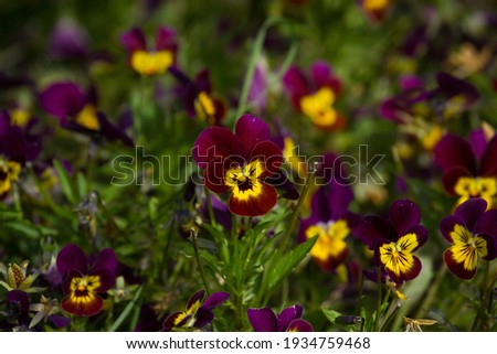 Field of Pansies with floral background