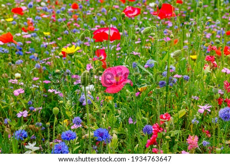 Multicolored flowering summer meadow with red pink poppy flowers, blue cornflowers.  