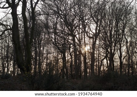 Selective focused photo of sunset trees silhouette view