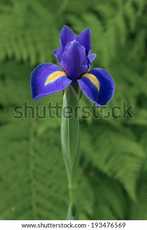 Vertical portrait of a Dutch iris on its stalk against a blurred focus of green spring ferns.