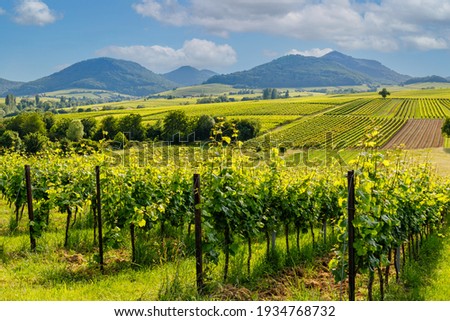 Summer vineyards landscape in Rhineland-Palatinate, Germany. Deutsche Weinstrasse (German Wine Road) Vineyard Palatinate region. Royalty-Free Stock Photo #1934768732