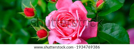 Pink rose flower var. Erotica. Fragrant Floribunda Rose bloom. Medium sized flowers in clusters. Hybrid tea roses in garden, banner Royalty-Free Stock Photo #1934769386