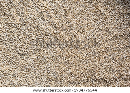 Raw whole dry Quinoa seed grains