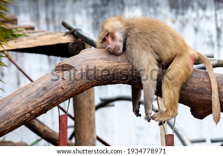 Sacred baboon relaxing lying on the tree trunk. Space for text.holy baboon. hamadryas baboon (papio hamadryas) 