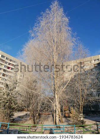 cold winter birch in hoarfrost