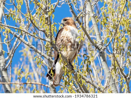 Close up Portrait of a Red-Tailed Hawk sitting atop a budding tree in the Springtime with a beautiful blue sky background.