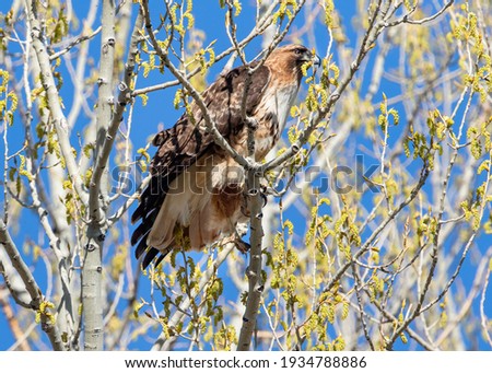 Close up of a Red-Tailed Hawk stretching its leg while perched atop a freshly budding tree in Springtime, with a beautiful blue sky background.