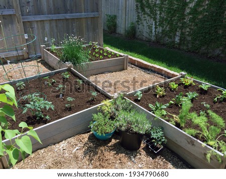 This small urban backyard garden contains square raised planting beds for growing vegetables and herbs throughout the summer.  Brick edging is used to keep grass out, and mulch helps keep weeds down. Royalty-Free Stock Photo #1934790680