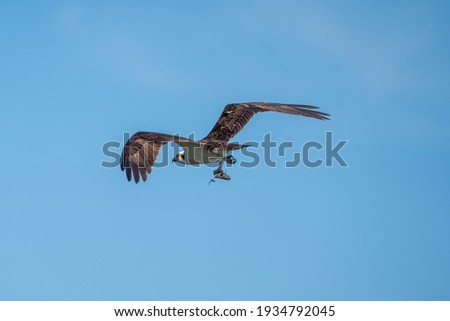 Osprey flying away with a fish