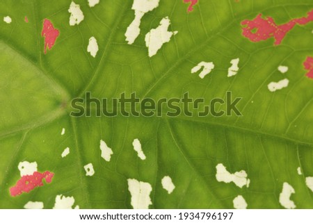 Green foliage in the center with vibrant spots in white and pink, decorating the garden.