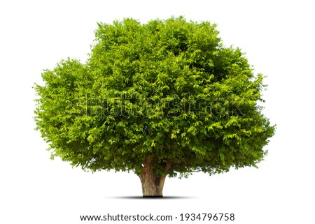 Isolated green tree on white background, Trees isolated on white background, tropical trees isolated used for design, advertising and architecture. Royalty-Free Stock Photo #1934796758