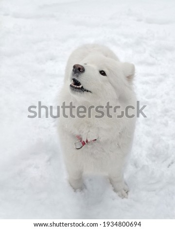 Portrait of beautiful barking dog samoyed in winter in snow. This is  native northern dog breed. Animals of this species are wonderful companions due to their good character. They can walk in harness.