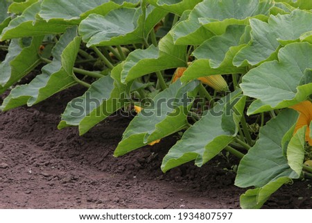 Pumpkin leaves growing in a field