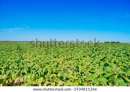 A modern you pick sunflower farm 