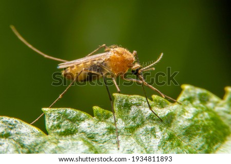 Macro photography insects perching leaves in nature