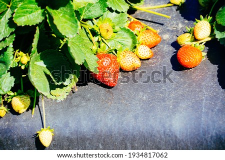 A modern you pick strawberry farm