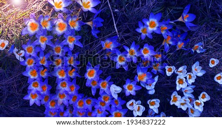 Crocus (plural: crocuses or croci) is a genus of flowering plants in the iris family. Flowers close-up on a blurred natural background. The first spring flower in the home garden
