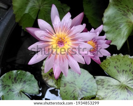 lotus, flora, flower, plant, water