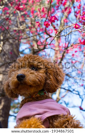 A cute poodle with pink plum tress