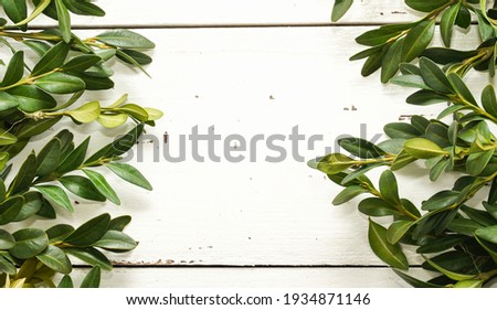  Banner. Creative frame border card with Bunch of Greenery Boxwood Twigs on white wooden rustic background. Copy space for text. Advertising , shop sales concept. Nature, Vintage, retro concept.     