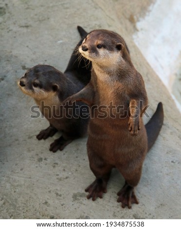 Two Asian River Otters on land one standing