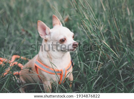 Portrait of happy and healthy Chihiahua dog sitting on in meadow, looking away.