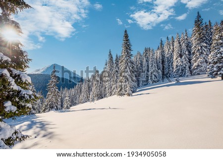 Sunny frosty day in snowy coniferous forest. Location place of Carpathian mountains, Ukraine, Europe. Picturesque wallpapers. Photo of winter vacation. Happy New Year! Discover the beauty of earth.