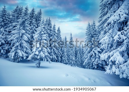Splendid view of snow-capped spruces on a frosty day. Location place of Carpathian mountains, Ukraine, Europe. Photo wallpapers. Fabulous nature image. Happy New Year! Discover the beauty of earth.