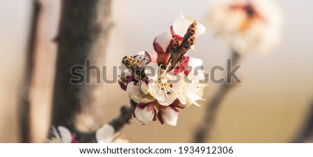 Blooming spring flowers horizontal background