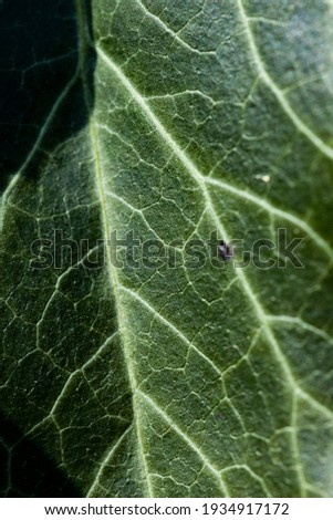Background of an ivy leaf with veins, macro photograph of a leaf shows all the details of its structure.
