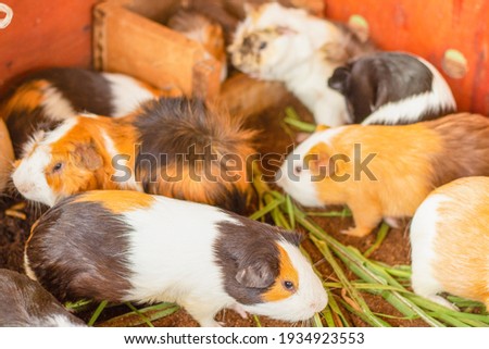 Guinea pigs eating after eating grass.Caviidae.Hamster on the ground,Hamster