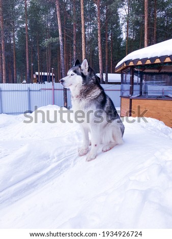 Husky dog ​​is sitting in the snow. Siberian husky with blue eyes in the winter forest.