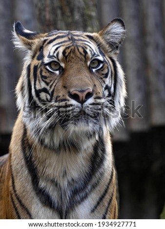 Female, The Sumatran Tiger, Panthera tigris sumatrae, watching intently at potential prey nearby Royalty-Free Stock Photo #1934927771