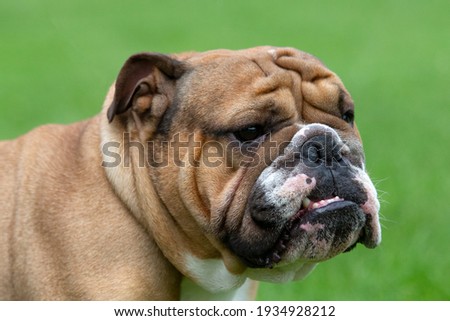 Flat faced English Bulldog closeup Royalty-Free Stock Photo #1934928212