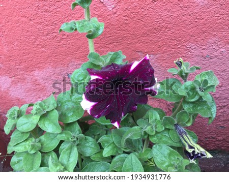 Violet Winter pansies,Petunia flower gardening .Pokhara dhaulagiri nepal, Mar 13-2021