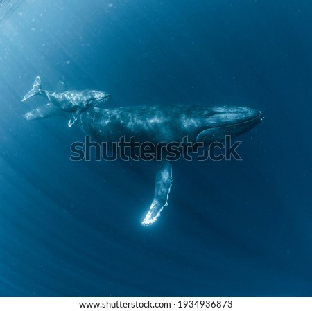 Humpback Whale Parent and child Royalty-Free Stock Photo #1934936873