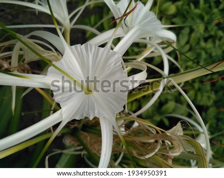 This is white flower from a University hall garden 